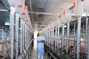 Các doanh nghiệp chăn nuôi đầu tư quy mô lớn, ứng dụng công nghệ hiện đại.