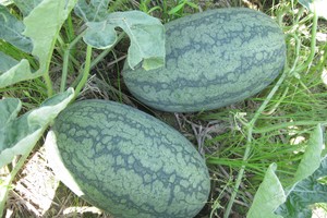 Doanh nghiệp hạt giống dưa hấu đang kêu cứu (ảnh minh họa)