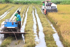 Ảnh minh họa thu hoạch lúa tại tỉnh Tiền Giang (Ảnh: HP).