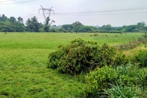 Cánh đồng bị bỏ hoang tại huyện Hòa Vang, TP. Đà Nẵng.