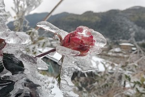 Y Tý phủ kín băng tuyết