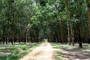 Phần lớn các cổ phiếu cao su đều duy trì đà tăng giá tốt từ đầu năm đến nay. Ảnh: Thành Nguyễn.