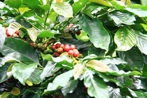 Ảnh: Thành Nguyễn