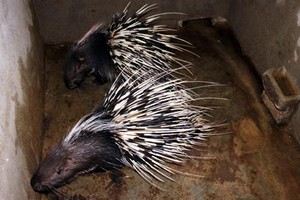 Ảnh minh họa: Internet