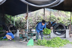 Nguyễn Ngọc Trìu, 35 tuổi, xã Mỹ Thuận, huyện Tân Sơn là một trong nững thanh niên điển hình tại địa phương về phát triển kinh tế