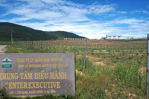 Ông Đoàn Nguyên Đức liên quan gì trong vụ Công ty Bình Hà nuôi bò?