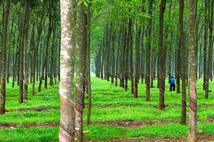 Đăk Nông: 9x đem bán 3 vườn cao su của người khác lĩnh án 3 năm 6 tháng tù