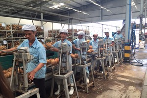 Betrimex đầu tư 20 triệu USD sản xuất nước dừa đóng hộp CocoXim