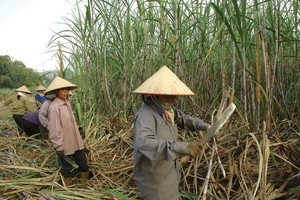 Hiện cả nước có hơn 30 vạn nông dân trồng mía
