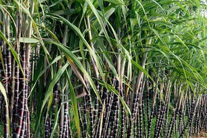 Vùng nguyên liệu mía của TTC Sugar lên tục được mở rộng.