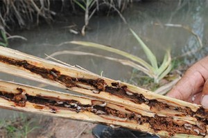 Sâu đục thân hại mía