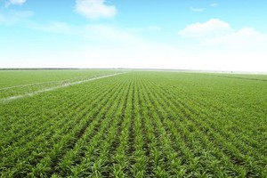 TTC Sugar (SBT) lãi sau thuế đạt 675 tỷ đồng, tăng 86% so với cùng kỳ