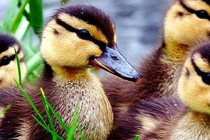 IFC đầu tư 340 tỷ đồng vào Công ty Thức ăn Chăn nuôi Anova