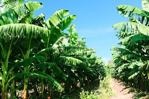 ĐHĐCĐ HAGL Agrico (HNG): Dòng tiền đã thông, ngân hàng đã cho vay trở lại