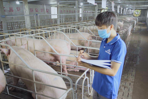 Lợi nhuận mảng nông nghiệp của Hòa Phát quý III/2024 tăng 80% so với cùng kỳ