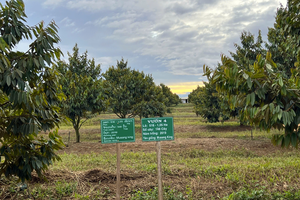 Vườn sầu riêng của HAGL tại Lào