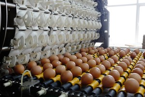 Nông nghiệp Hòa Phát (HPA) đạt doanh thu 8.300 tỷ đồng năm 2025