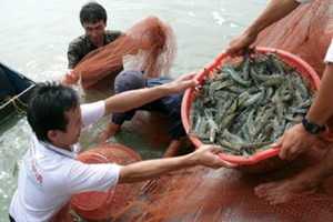 Tôm sú sống Việt Nam tiếp tục được xuất khẩu vào thị trường Trung Quốc.