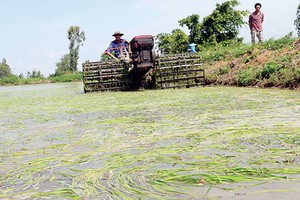 524 tỷ đồng hỗ trợ 34 tỉnh khắc phục hạn hán, xâm nhập mặn