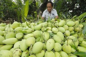 Nếu được cấp phép, xoài là loại trái cây thứ 2 được xuất khẩu sang Australia. (Ảnh minh họa: Internet).