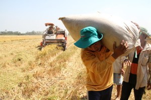 Đối với nông nghiệp, Nghị quyết yêu cầu tập trung tái cơ cấu, nâng cao hiệu quả sản xuất nông nghiệp, xây dựng nông thôn mới gắn với nâng cao đời sống nông dân (ảnh Tuổi trẻ)