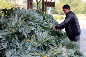 Từ việc bán lá tươi, người trồng atiso ở Sa Pa thu về hàng tỷ đồng mỗi năm
(Ảnh: Báo Lào Cai)