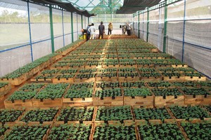 Hỗ trợ doanh nghiệp đầu tư nghiên cứu, phát triển giống cây trồng mới