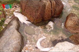 Cá chết trôi dạt vào bờ đá