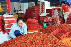 Giá ớt ở Quảng Ngãi đã tăng lên mức kỷ lục 40.000 đồng/kg.