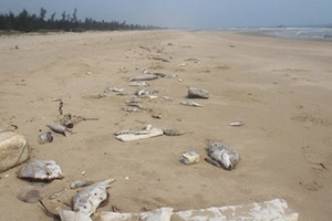 Cá chết bất thường dọc bờ biển. (Ảnh: Minh Thùy)