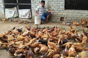 Anh Nguyễn Hữu Công, xóm 3, Nghi Kiều, Nghi Lộc đã mạnh dạn đầu tư chăn nuôi gà thịt “chạy bộ” từ giống gà ta