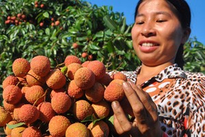 Người dân thu hoạch vải sớm bán cho thương lái Trung Quốc tại huyện Lục Ngạn (Bắc Giang). Ảnh: Trần Quang