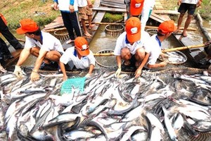 Bộ Nông nghiệp và Phát triển nông thôn cần phải có biện pháp kiểm soát chặt chẽ để không xảy ra tình trạng trên (Ảnh Internet)