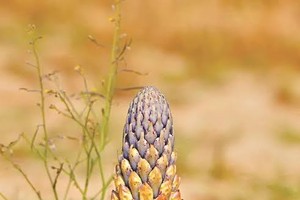 5 “thần dược” giá bình dân bổ như nhân sâm