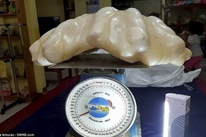 Cận cảnh tảng ngọc trai nặng 34kg.