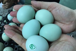 Thời gian gần đây trên thị trường xuất hiện loại trứng có vỏ màu xanh da trời siêu lạ