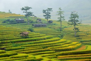 Xã Tú Lệ Là một thung lũng thuộc huyện Văn Chấn, tỉnh Yên Bái. Đây là một trong những điểm dừng chân yêu thích của bất cứ du khách nào trên đường qua Mù Cang Chải.