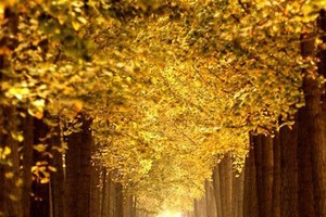 Ngân hạnh (ginkgo tree), hay còn gọi là cây bạch quả, rẻ quạt là loài cây đặc trưng của mùa thu Bắc Kinh. Dưới đây là những tấm hình ghi lại vẻ đẹp lộng lẫy của hàng cây trong tiết trời thu đầy nắng và gió tại một đồn điền ở Zhanggezhuang, quận Changping, Bắc Kinh, Trung Quốc hôm 13/10.