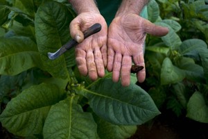 Bên trong trang trại sản xuất xì gà nổi tiếng Cuba