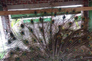 Đại gia chi hàng chục triệu lùng mua chim Công chơi Tết