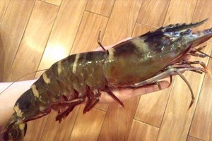 Tôm sú cụ đánh bắt ngoài biển đang là hàng hot vào dịp cận Tết