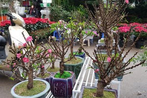 Chán đào khủng, dân Hà Nội tìm mua đào 2 gang tay