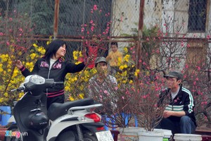 2 triệu đồng một cây đào thất thốn, khách không buồn mặc cả