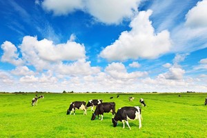 F&N tiếp tục đăng ký mua vào gần 21,8 triệu cổ phiếu VNM