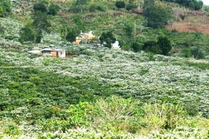 Tây Nguyên trắng xóa trong mùa hoa cà phê. Ảnh: Ngọc Viên Nguyễn