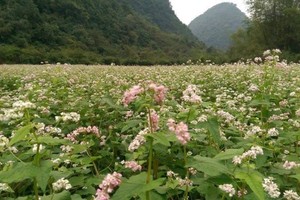 Vườn hoa tam giác mạch đầu tiên ở Ninh Bình