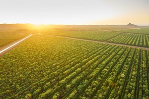 Khu vực trồng cây đàn hương của TFS tại Kununurra. Ảnh: TFS