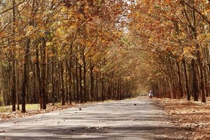 Rừng cao su mùa này thắp lên những ánh vàng thơ mộng của trời thu. Ảnh: Hồng Thiên