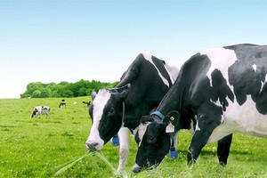 Tỷ phú Thái Lan tiếp tục mua vào cổ phiếu VNM