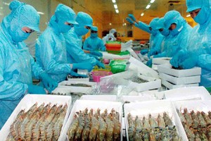Xuất khẩu tôm “điêu đứng” vì lệnh cấm nhập khẩu của Úc